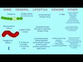BACTERIAL VARIATIONS: PHOTOTROPHS AND LITHOTROPHS - YouTube