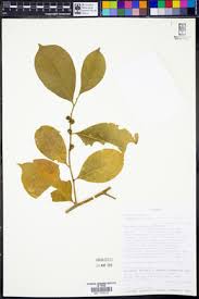 Image result for Suregada procera