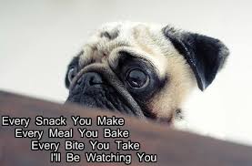 Pug Rescue Network On Twitter Pugs Funny Pugs Pug Memes