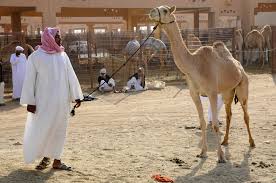 The al ain camel market features the marketing and trading of camels among the natives of the camel traders of. Camel Market Al Ain 7 Al Ain Pictures Geography Im Austria Forum