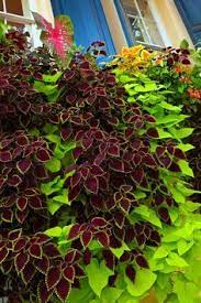 Maybe you would like to learn more about one of these? Coleus And Sweet Potato Vine Plants Container Flowers Container Plants
