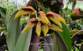 Image result for Bulbophyllum elliotii
