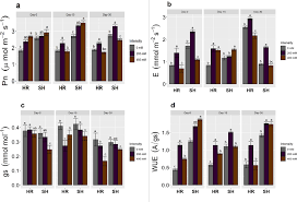 Image result for Fimbristylis complanata