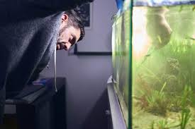 Cloudy Betta Tank Different Colors Mean Different Causes Betta Source