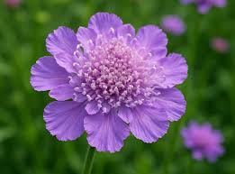 Image result for Dipsacaceae