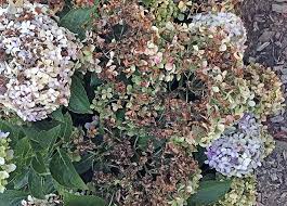 You Patiently Waited For Six Months While The Hydrangeas Were Bare Sticks You Actually Had Flowers Appe Hydrangea Not Blooming Hydrangea Care Hydrangea Flower