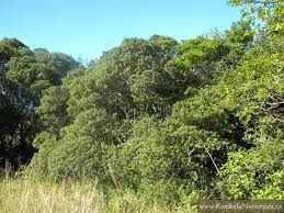 Image result for Diospyros dichrophylla