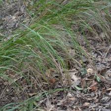 Image result for Alloteropsis