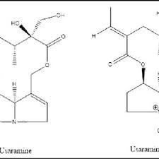 Image result for Crotalaria argyrolobioides