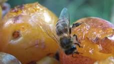Honey bees love fruits - ripe mirabelles - YouTube