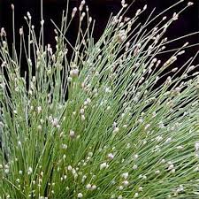 Image result for Isolepis costata