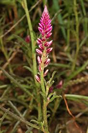 Image result for Hermbstaedtia odorata