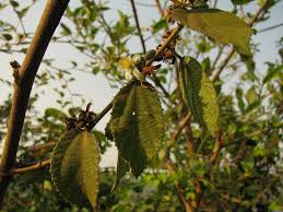 Image result for Grewia arborea