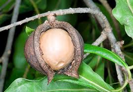 Image result for Macadamia aff. integrifolia