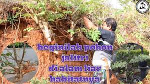 10 pohon liar yang bisa disulap jadi bonsai berkelas no 7 jarang orang tau. Berburu Dan Mengenal Tanaman Jalitri Di Alam Liar Mentaos Bintaos Youtube