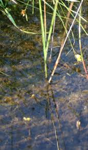 Image result for Utricularia reflexa