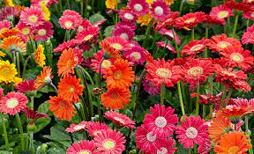 The gerbera flower is the fifth most popular flower in the world. How To Grow Better Gerbera Daisies Garden Gate