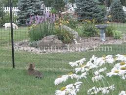 No maintenance, no watering, no trimming. How To Deer Proof Your Garden