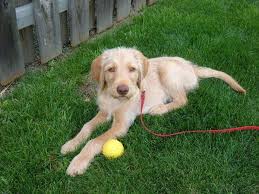 Yellow Labradoodle