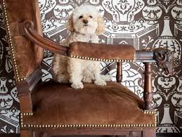 The most effective way to get rid of dog odour in your house begins with hair. 10 Quick Tips For Conquering Pet Odors Hgtv S Decorating Design Blog Hgtv
