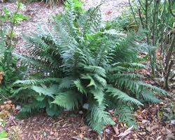 Image result for Dryopteris manniana