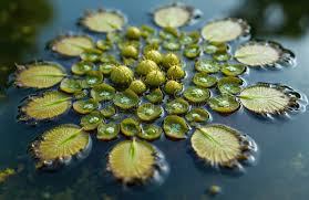 Image result for Trapa natans