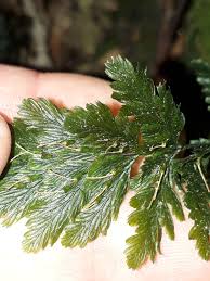 Image result for Hymenophyllaceae