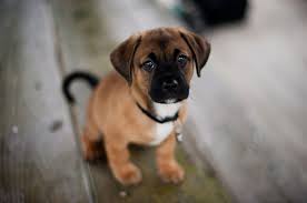 Puppy Black And Brown Dog Breeds Muzzle In Black Dsrk Brown Ears And A Beige And White Coat On A Sitting Puppy With A Black Tail Cute Dog Wallpaper Cute Animals Beautiful Dogs