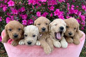 Did you scroll all this way to get facts about goldendoodle rescue? Goldendoodle Puppies In Florida By Love My Doodles