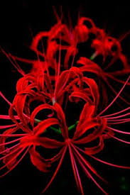 Japanese flowers that represent death. 14 Spider Lilies Ideas Red Spider Lily Beautiful Flowers Lily