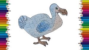 They stand about three feet tall and usually weigh no more than forty pounds. How To Draw A Dodo Step By Step Dodo Drawing And Coloring For Kids Youtube