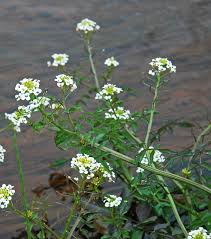 Image result for Oreophyton