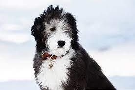 A non refundable deposit of 200.00, and a completed application are required to get on our wait list. 11 Things You Have To Know Before Owning A Sheepadoodle Animalso