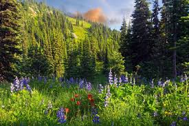 700,000 best nature pictures & images in hd related images: Grass Nature Flowers Trees Forest Mountains Wallpaper 2048x1365 85303 Wallpaperup