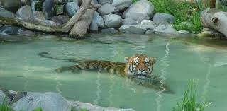 Buin zoo un lugar para aprender buin zoo dinosaurios: Noticias Chile Buin Zoo Vuelve Abrir Luego De Seis Meses En Cuarentena Total Noticias Chile El Informadorchile