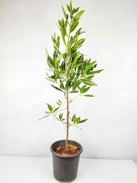 Image result for Conocarpus