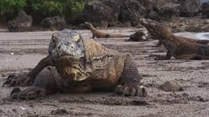 The pose is ready, so now let's add some body to this bare skeleton. Nature Komodo Dragons Cbs News