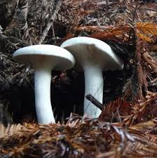 Image result for Clitopilus prunulus