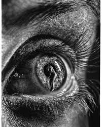 These all focus on realism and aim to look as realistic as possible, yet still retain a semblance of artistic style in each design. This Artists Pencil Drawings Blur The Line Between Photographs And Hyper Realism