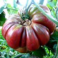 Graines Tomate Noire Purple Calabash Bio Graine De Tomate Tomate Noire Tomates Anciennes