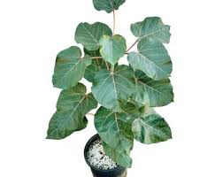 Image result for Ficus tettensis