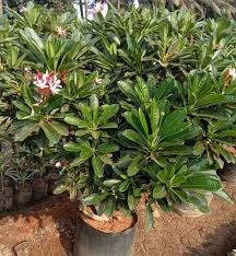 Image result for Plumeria rubra