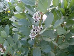 Image result for Vicia faba