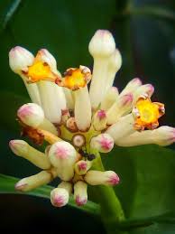 Maybe you would like to learn more about one of these? Beautiful And Unique Flowers Steemit