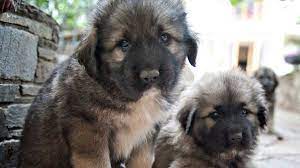 For more information on purchasing a caucasian shepherd puppy, contact us at +40 721 001 556. Caucasian Ovtcharka Price Temperament Life Span