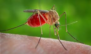 Image result for mosquito bite