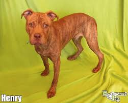 Maybe you would like to learn more about one of these? Pin On Adoptable Pets
