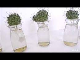 Why cacti love water so much! How To Propagate Fishhook Cactus From Cuttings In Water Youtube Small Glass Bottles Propagating Cactus Propagation