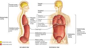 Human Anatomy And Physiology 10e Pearson Etext 2 0 He Anatomy And Physiology Human Body Anatomy Human Anatomy And Physiology