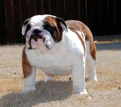 Easy to train and eager to learn, english bulldogs are great with children and other pets, and you can find them in many different gorgeous colors! English Bulldog Puppies For Sale In Houston Tx Zoe Fans Blog Bulldog Puppies English Bulldog Puppies Bulldog Dog